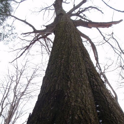 Love old trees and the protection they provide to water, animals and our hearts. also at:  https://t.co/7bWJwMzUKG  or
john @Speak4Trees2@mastodon.sdf.