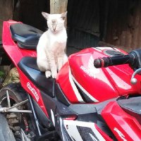 Amd aja (@ahmadfa95230716) 's Twitter Profile