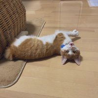 蒼8915 (@aomikan8915) Twitter profile photo