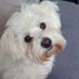 Twinkle the Westiepoo (@cheryld05718035) Twitter profile photo Twinkle the Westiepoo (@cheryld05718035) Twitter profile photo