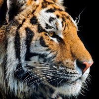 Haşmetli🐯61 (@survtilkisi) 's Twitter Profile Photo Haşmetli🐯61 (@survtilkisi) 's Twitter Profile Photo