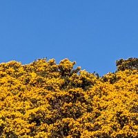 Murray Strain (@murraystraining) 's Twitter Profile