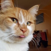 Teufel, Der (@uweteufel) 's Twitter Profile Photo Teufel, Der (@uweteufel) 's Twitter Profile Photo