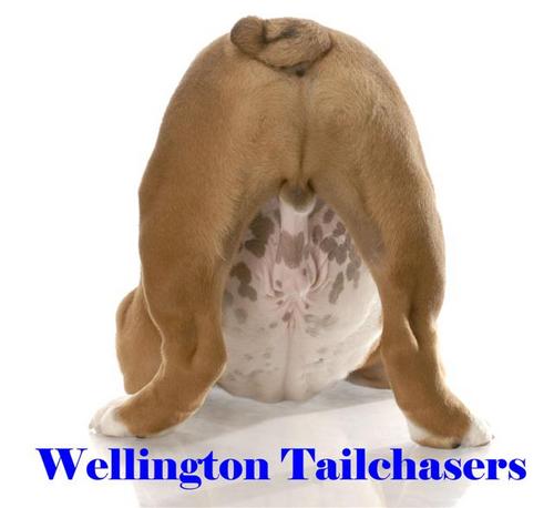 WTailchasers's profile picture. Pet sitter & dog walker in Wellington Florida. Usually covered in cat hair. Think dogs were made in heaven. Stop traffic for turtles in road. Love coffee.