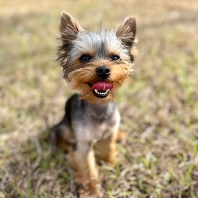 Professional Dog Walking and Pet Sitting