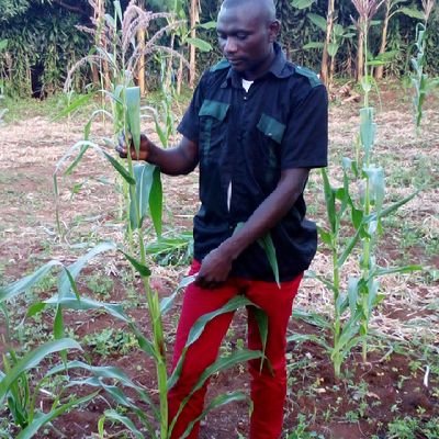 IsharaJosue's profile picture. né a mulangala le 20avril 1990   etudu a l'EP konge et a l'Institut mosho.2012 obtention d'un diplôme d'etat .2016:directeur a l'EP bwengehera2 chef APVPNKBMULA