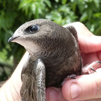 A new project dedicated to Saving Swansea's Swifts