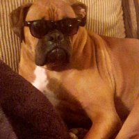 Bikerbro (@bikerbro6) 's Twitter Profile