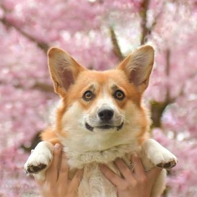 Internet celebrity 🦊 Will show floof for treats 🦊 Follow to co-parent 🤍 New on Twitter!