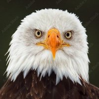 Ivan Samuel (@ivansamredwave) 's Twitter Profile