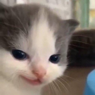 huss ๐ ๐ฆ Profile