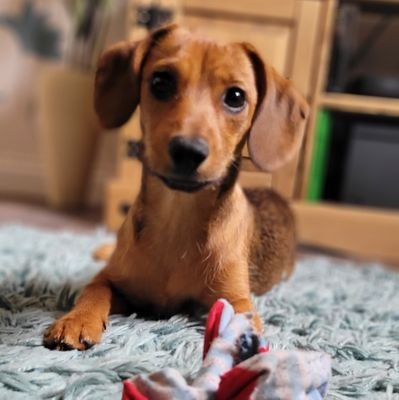 Hi.... my name is Luna. I am a Jack RusselI cross Dachshund. I like sticky sticks, balls, peanut butter and shoes but most of all I love my hoomans! 💗