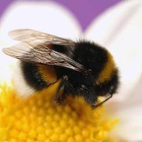 WeeBee/The Bee Whisperer🐝🧡#SaveTheBees(@WeeBee333) 's Twitter Profile Photo