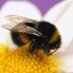 The Bee Whisperer🐝 💖🐝🍯 (@weebee333) Twitter profile photo The Bee Whisperer🐝 💖🐝🍯 (@weebee333) Twitter profile photo