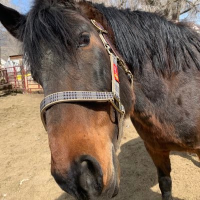 JamieHe86000363's profile picture. NO DM”S!! Animal loving scientist, DVM, MAGA, Air Force Mom, Ag, Proud Farmer, America 1st, Horses are life, Jesus is King!!🐴 🇺🇸