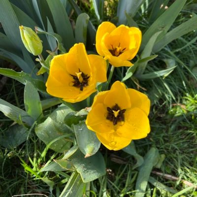 4EverFarmGirl_'s profile picture. Artist, gardener, blessed wife and mom