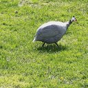 Jane Mancuso - @JaneMancuso1 - Twitter