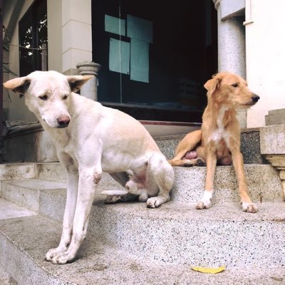 🔰永遠のカンボジア初心者🇰🇭