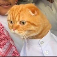 Sassa (@sassa94) 's Twitter Profile