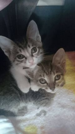 vHaRu1225v's profile picture. 