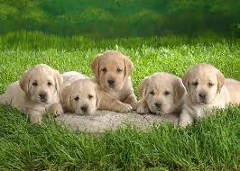 Labrador lover, dog lover, labrador stuff, pet needs,