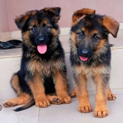 German Shepherd Lovers Community