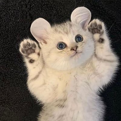 wujige02206486's profile picture. 