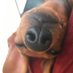 Schnitz (@doxie_w_moxie) Twitter profile photo Schnitz (@doxie_w_moxie) Twitter profile photo