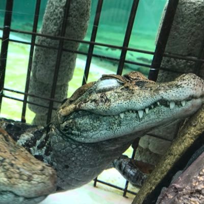 情報収集垢。昔のアカウントを転生させました。