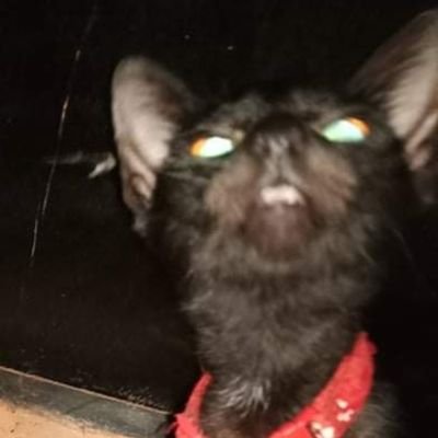 phxthekatt's profile picture. Third account i am yet to lose.