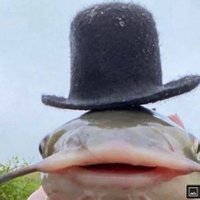 LULzinh (@luls_here) 's Twitter Profile