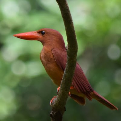 We offer bird watching tours in Okinawa prefecture, guided by a guide who has been studying birds for over 40 years. Private tours, group tours, and customized