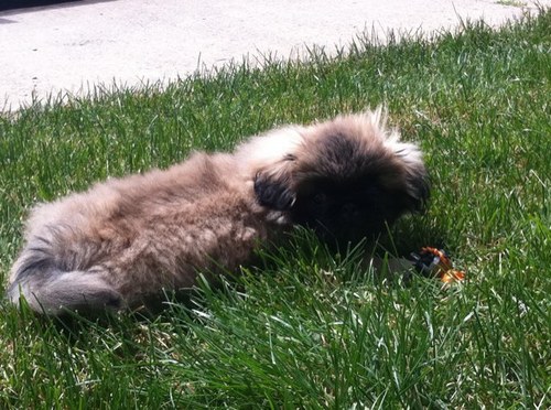 gefigeflenerfe's profile picture. 