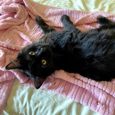 Carolin27967836's profile picture. hi. im caroline 46, in sept.  hobbies are making salt dough ornaments.i have type 1 diabetes. epilepsy  and t.s. I ♡ travelling to usa, I ♡ sun. I love music.