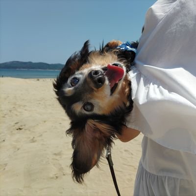 Ad2v00BSndktkTu's profile picture. 我が家の愛犬🐾Mﾀﾞｯｸｽ♂️空（そら）2007.8.7〜2024.11.23🌈17歳3ヶ月と16日家族に溢れる幸せを届けてくれました🩷優しくて賢いイケワン੯‧̀͡u✨🐾
空、愛してるで(ღ*ˇᴗˇ*)｡