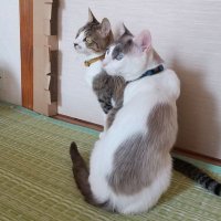 るり&こはく (@rukocatswithfiv) 's Twitter Profile Photo るり&こはく (@rukocatswithfiv) 's Twitter Profile Photo