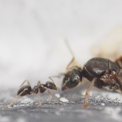 アリの繁殖戦略の進化を中心に研究しています。
Professor, Tamagawa Univ, working on evolution of reproductive strategies, caste and sex determination mechanisms in ants and termites