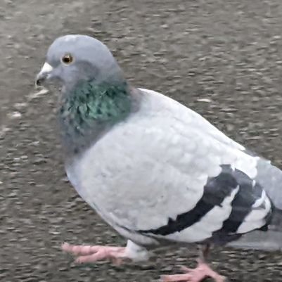 moto_aria's profile picture. タイタンフォールをやっています(2021/8〜)/グラップル依存症
Origin: aria_moto