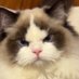 Big rice dumpling (@bigricepudding2) Twitter profile photo Big rice dumpling (@bigricepudding2) Twitter profile photo