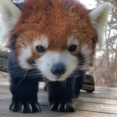 ser_overthinker's profile picture. follows you;

With love and anxiety.♥️

I have 829 karma and 1 follower on Reddit.😑

No DM(except newbies).

#pkmkb