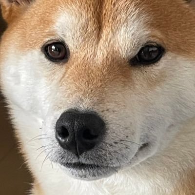 Linuxi7's profile picture. 柴犬てつお🐕2020年５月２６日🎂2020年７月２３日🏠たくさんのフォローイイネありがとうございます😭DMは返事しません。変な人は即ブロックします。🐶好きなただのオッサンです。