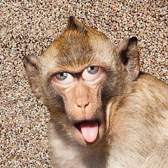 monkey_bator's profile picture. Alpha Bro 💪 gooners, f@gs, betas line up to be used
Check out my zoo - @CagedBators 🐒
Send tribs and bananas thru wishtender 🍌💵 https://t.co/Dy1SiecSIh