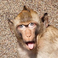 Alpha Bro's Bate Cage (@monkey_bator) 's Twitter Profile