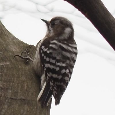 最近、野鳥の撮影に目覚めてきました。数年前までは、小型の鳥はすべてスズメと思っていました。