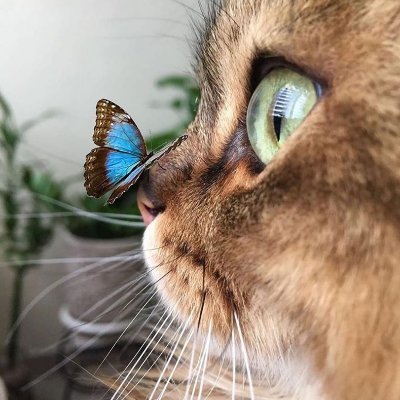 DocenkoNatala's profile picture. новий аккаунт, а думки ті самі: Україна переможе! в твіттері з 2011 року...