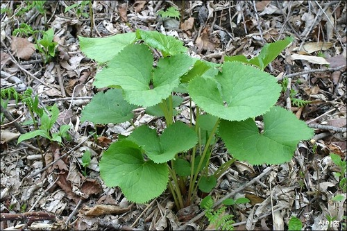 styx20023946's profile picture. 고맙습니다. 전 강원도가 고향이고 지금도 이곳에서 살고 있습니다. 봄이나 가을이면 산에가서 나물도 뜯고 버섯 따고 - 아주 초보입니다 - 하는 것에 많은 관심이 있는 촌놈입니다.