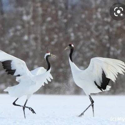 後日、恩返すタイプの鶴です。