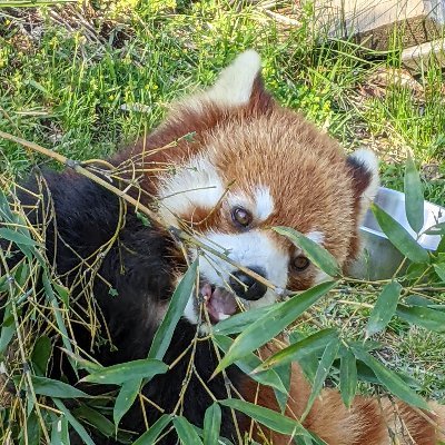 趣味アカです。
特撮、音楽、けもフレ、ウマ娘、ほか二昔前くらいのアニメあたりに傾いています。ゲーム自体はやっていませんが、皆様の思いの詰まった創作物、嬉しそうなスクショや動画を見ているだけで楽しくなります。