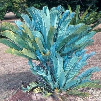 kuya_kaye's profile picture. 