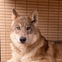 wolf.kai(@wolfkai1214) 's Twitter Profile Photo